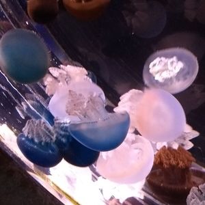 Meet your Posher, Nickey